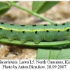 colias alfacariensis lava5d